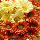 2000 heriloom daisy glorious seeds easy to grow  #ABG2