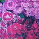 800 seeds Heirloom sweet william easy for your garden #ABG2