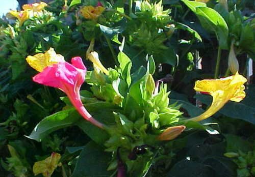 flower four o'clock seed multi color,40 seeds  #ABG2