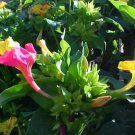 flower four o'clock seed multi color,40 seeds  #ABG2