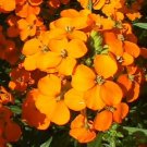 500 seeds Heirloom siberian wall flower easy to grow  #ABG2