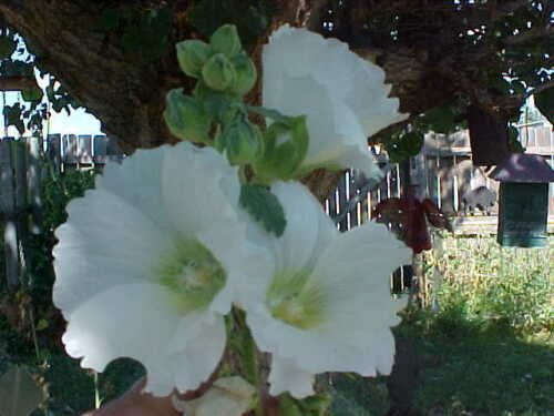75 white hollyhock large bloom flowers seed  #ABG2