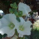 75 white hollyhock large bloom flowers seed  #ABG2