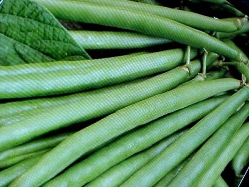 25 tendergreen large green beans seeds phaseolu vulgaris #ABG2
