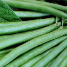 25 tendergreen large green beans seeds phaseolu vulgaris #ABG2