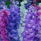 900 shooting rocket larkspur multi color flower seeds  #ABG2