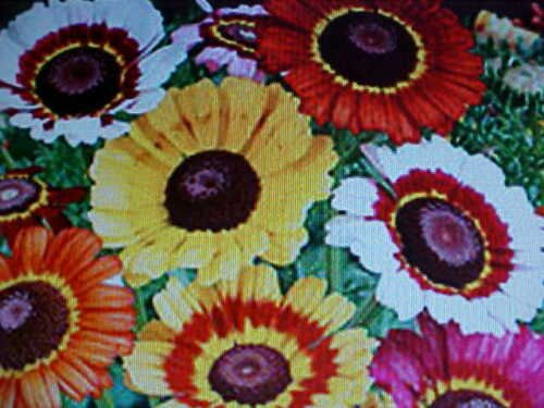 rainbow colored painted daisy flower 500 seeds #ABG2