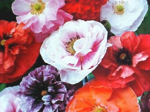 2000  seeds double silk satin flower mix white pink peach red purple #ABG2