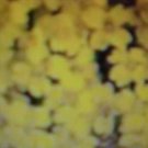 100 seeds basket of gold flower ready for your garden  #ABG2