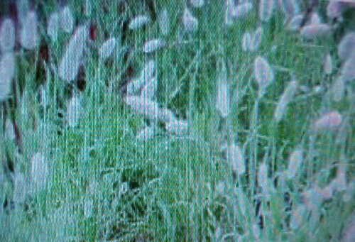 100 seed bunny tail grass whimsy great for your garden   #ABG2