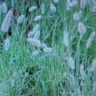 100 seed bunny tail grass whimsy great for your garden   #ABG2