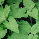 40 flowers seeds catnip herb,easy to grow  #ABG2