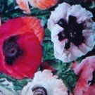 100 seedws of poppy oriental blend flower seeds   #ABG2