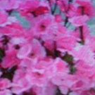 75 seeds pink baby breath flowers,easy to grow #ABG2   #ABG2