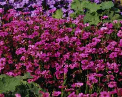100 flower rose angel seeds easy to  grow #ABG2