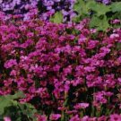 100 flower rose angel seeds easy to  grow #ABG2