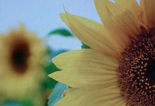 10 large seeds goliath yellow sunflowers   gargantuous sunflowers #ABG2