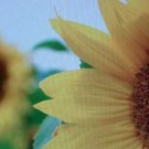 10 large seeds goliath yellow sunflowers   gargantuous sunflowers #ABG2