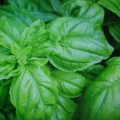80 seeds fresh organic italian basil,great for your garden  #ABG2