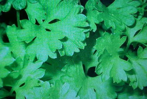 100 seeds fresh organic curly herb parsley   #ABG2