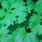 100 seeds fresh organic curly herb parsley   #ABG2