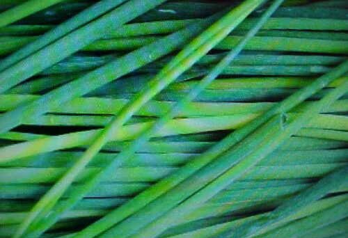 80 seeds fresh organic herb chive easy to grow     #ABG2