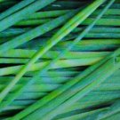 80 seeds fresh organic herb chive easy to grow     #ABG2