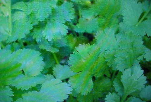 fresh organic herb cilantro,80 seeds #ABG2