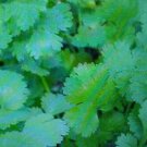 fresh organic herb cilantro,80 seeds #ABG2