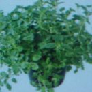 200 seeds indoor aoutdoor herb organo perennial    #ABG2