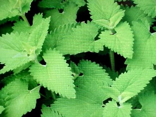 kiddie diddie catnip 40 flowers seeds easy to grow  #ABG2