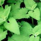 kiddie diddie catnip 40 flowers seeds easy to grow  #ABG2