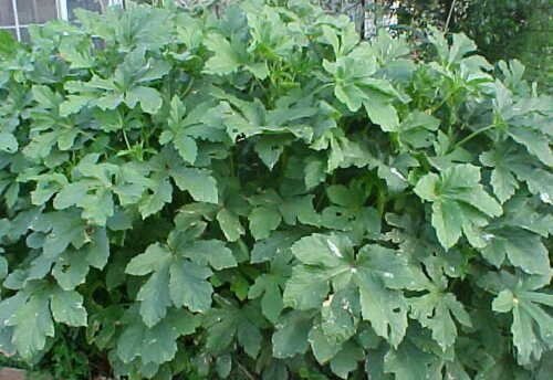 tender full size large okra plant 40 seeds  #ABG2