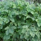 tender full size large okra plant 40 seeds  #ABG2