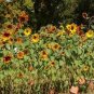 100 Seeds Sunflower Autumn Beauty Mix great for our garden #ABG11
