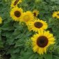 100 Seeds  Sunflower  Dwarf Sunspot easy to grow  #ABG11