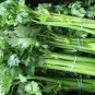 200 Seeds  Celery Tall Utah    #ABG11