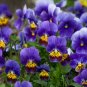 200 flower Seeds Johnny Jump-up  Viola Tricolor,great for your garden  #ABG11