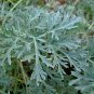100 Seeds Wormwood Artemisia Absinthium easy to grow #ABG11