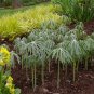 100 Seeds Umbrella Plant Cyperus Alternifolius easy to grow #ABG11