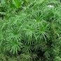 100 Seeds Umbrella Plant Cyperus Alternifolius easy to grow #ABG11