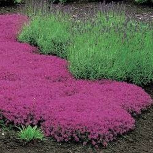 25 Seeds  Creeping Thyme  Serpyllum Magic Carpet easy to grow #ABG11