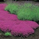 25 Seeds  Creeping Thyme  Serpyllum Magic Carpet easy to grow #ABG11
