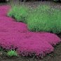 25 Seeds  Creeping Thyme  Serpyllum Magic Carpet easy to grow #ABG11