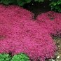 25 Seeds  Creeping Thyme  Serpyllum Magic Carpet easy to grow #ABG11