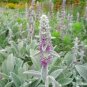 50 flower Seeds Lamb's Ear Stachys Byzantina Lanata easy to grow #ABG11
