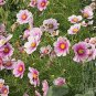 100 Seeds Cosmos  Bipinnatus Sensation Day Dream easy to grow #ABG11