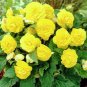 Begonia Tuberosa Double Yellow, 25 Seeds #ABG11