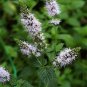 100 seeds Peppermint  Mentha Piperita easy to grow  #ABG11