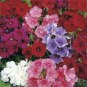 flower seeds Phlox Mix Colors 200 seeds #ABG11